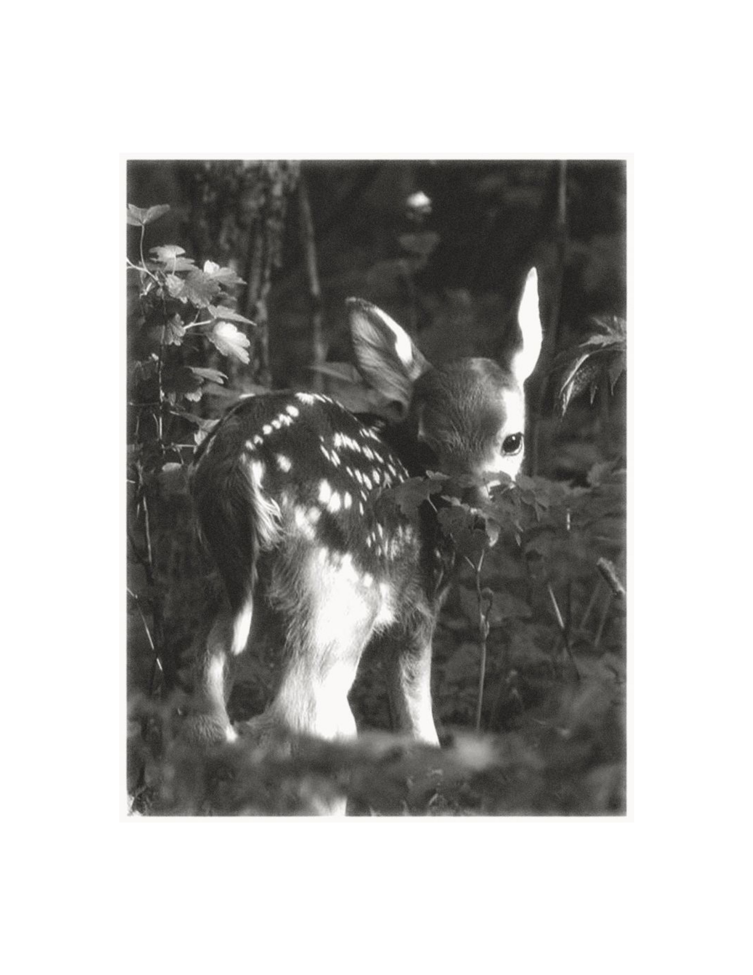 Havens Hoodies Collection